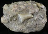 Mosasaurs Tooth With Cretolamna Shark Tooth #24514-3